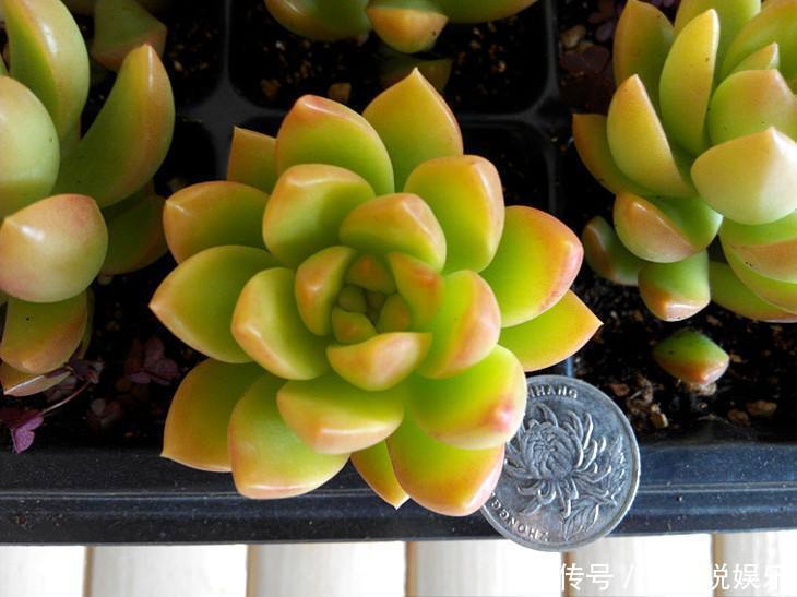 适合新手价格便宜又萌又好养的多肉,看了一眼就想剁手了