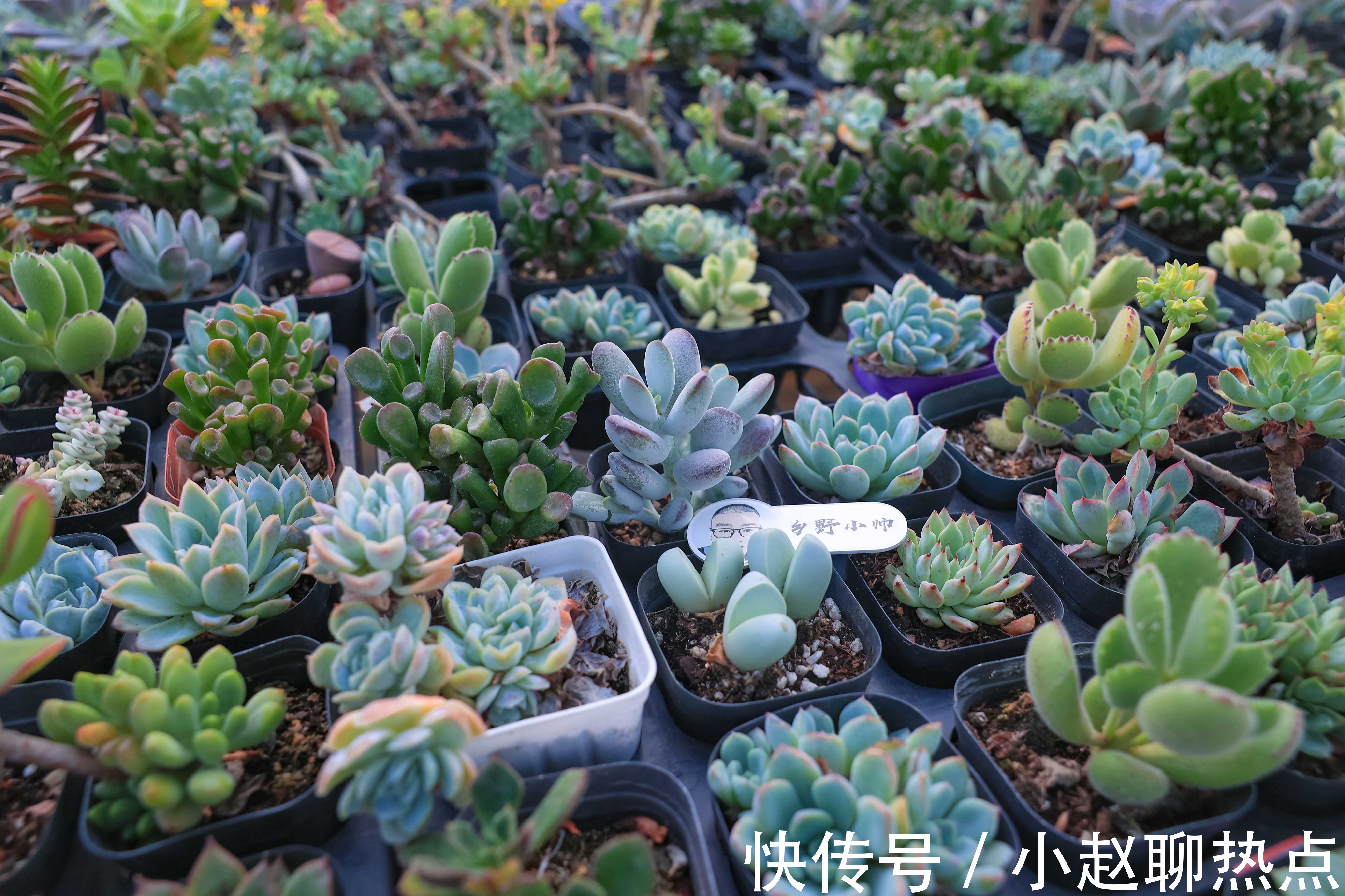 优缺点|全颗粒养多肉好不好不同的颗粒配比有什么优缺点小帅为你解答