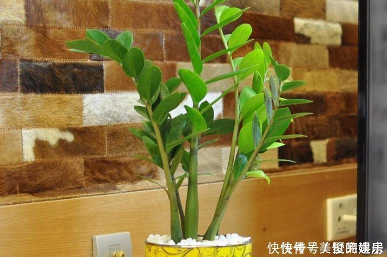 人养花,花也养人4种花养家里镇宅旺财,尤其是最后一种