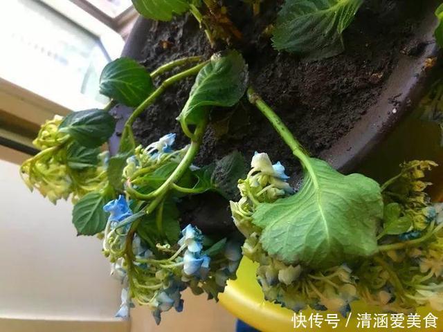 垃圾桶中容易“捡到”的3种花，1分钱不花，养出几十盆，花开爆盆