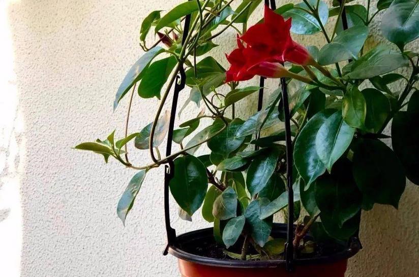 修剪|夏季养什么花?栽飘香藤,满足3条件,成就一道靓丽风景