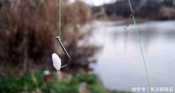 小鱼|剩米饭钓鱼老是钓不到、钓不好，这几个细节没做到，当然效果不行