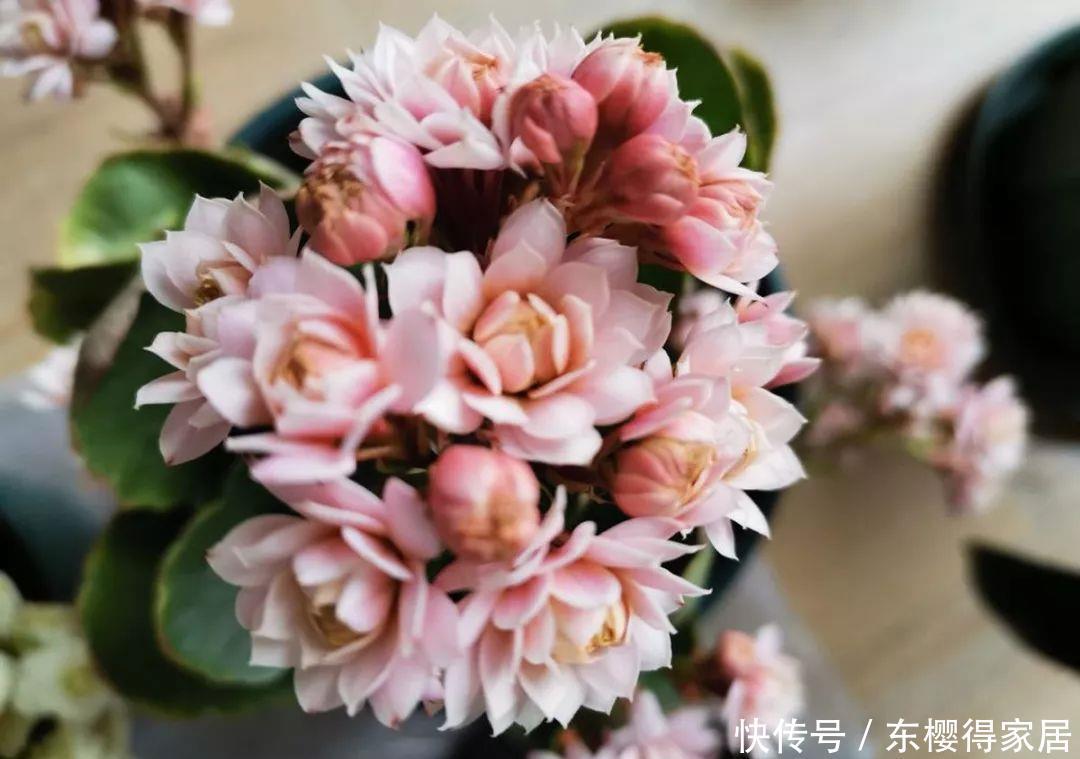 冬天修剪分“轻重”,有的花剪狠了,再也不开花