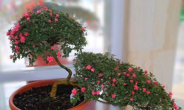 老花匠|这“4种”花卉养的好，老花匠都称赞，能养活1盆的人，绝对是高手