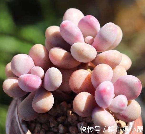 多肉桃蛋和桃美人，颜值高易爆盆，新手怎么挑？看看老花匠怎么说