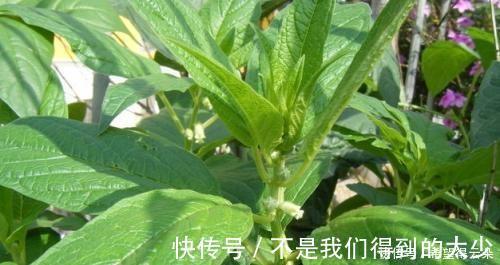 芝麻叶|这道菜，很多人只吃种子，其实叶子就是宝贝，20斤供不应求