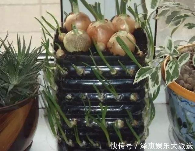 种植|厨房的“空油桶”留着，拿来“剪2刀”，变成“种菜容器”，值！