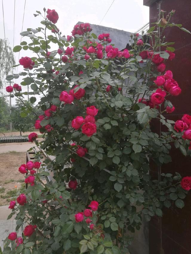 同样地栽的月季红龙和粉龙,红龙长盲枝不开花,而粉龙开花咋回事