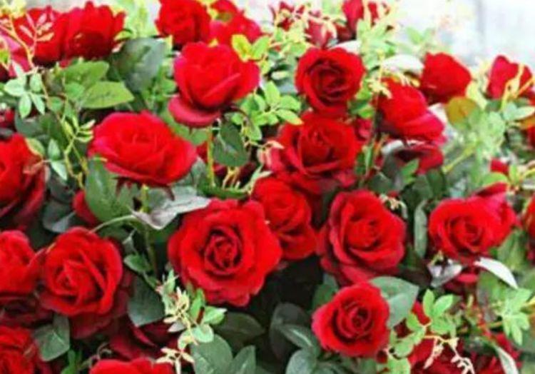 适合摆在卫生间的花，吸收异味，空气更清新，你家养了吗