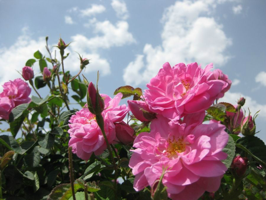 可以食用的玫瑰花,香气四溢,观赏价值高,还可盆栽,你值得拥有