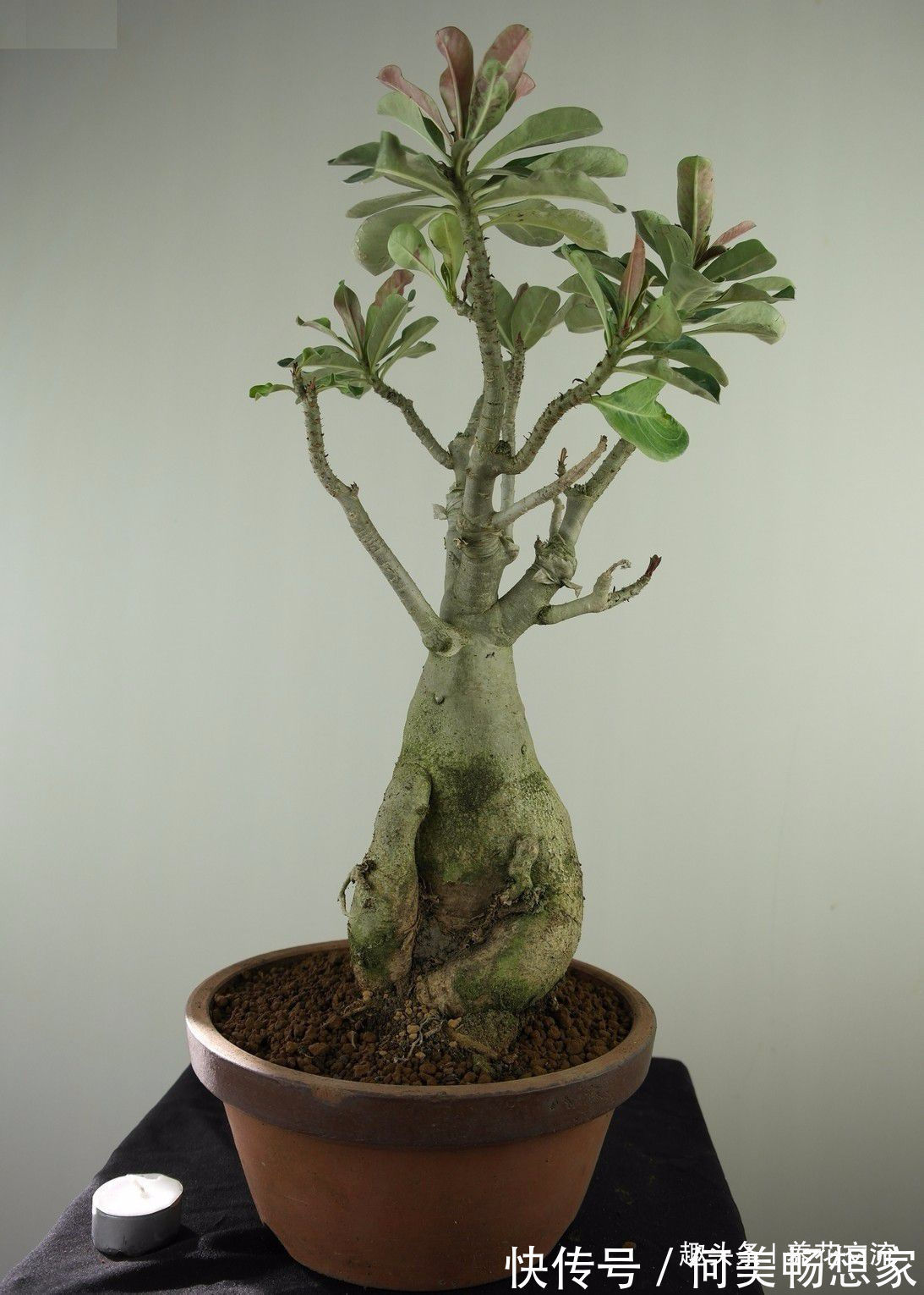 沙漠玫瑰在非洲能长5米高，养盆里仅10多厘米，依旧可开花