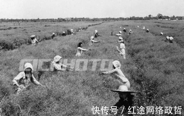 油菜籽|荆州松滋市五六十年代老照片