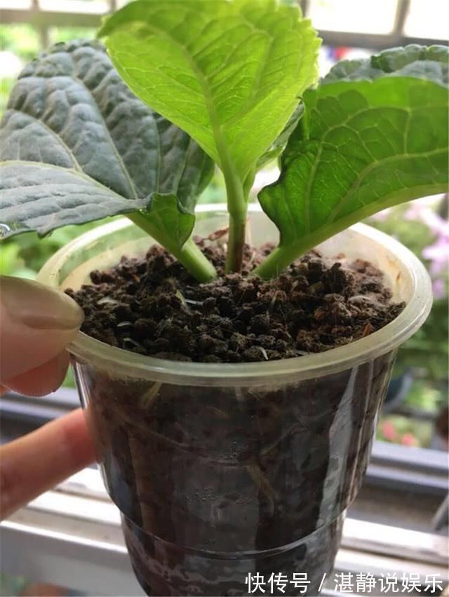 秋天|秋天就扦插“绣球花”，遇土就生根，阳台放不下，春天开成花园
