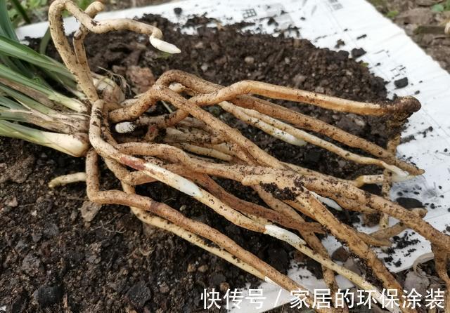 兰花|用细土种植兰花，真的会烂根腐苗吗？兰友：真正的窍门没弄懂