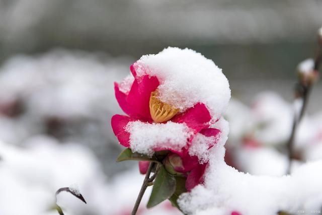 春艳|12首诗词写雪中花:红花娇艳裹冰霜，绿叶晶莹陪伴长