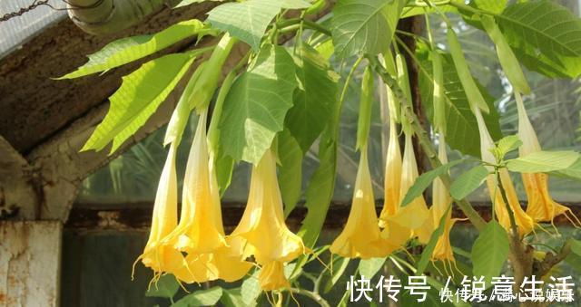 被列入黑名单的花,再便宜也不要!买花需要注意的几个情况