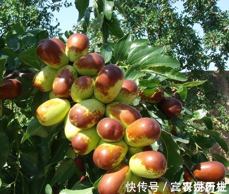 树苗|养花不如栽果树,试试种几款果树,果子大又甜