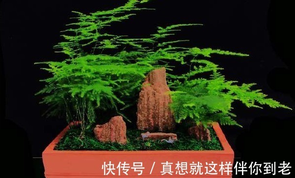 养花高手用一勺白糖,就能养出一片花海,其实我们也可以