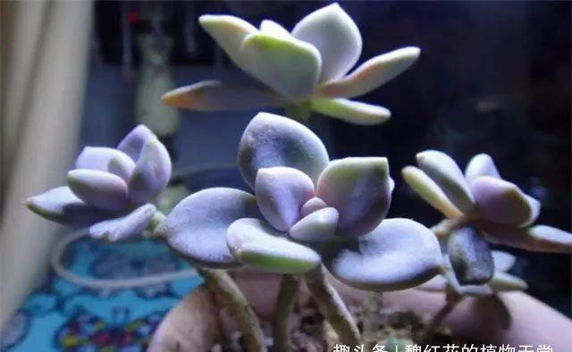 多肉冬美人养护3妙招,轻松养成极品老桩,蓝绿粉紫,美赛桃蛋