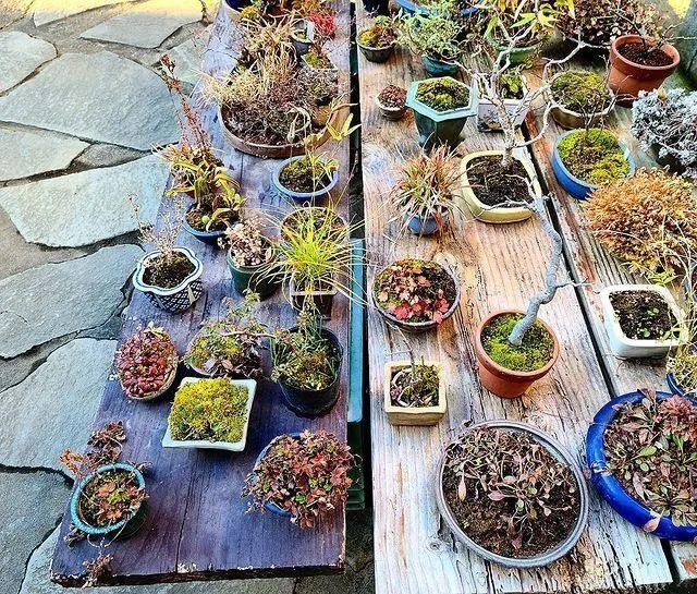 山野草，也高雅！