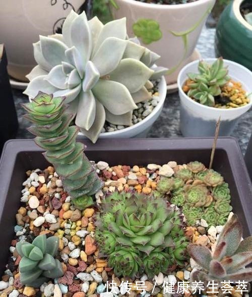 观音莲这样养,“小莲花”围一圈,从普货到“贵货”,就差这一步!