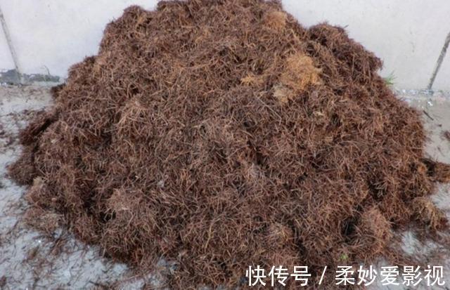 营养土|养花营养土不用买,4种材料搭配起来,松软又肥沃,养啥花都旺