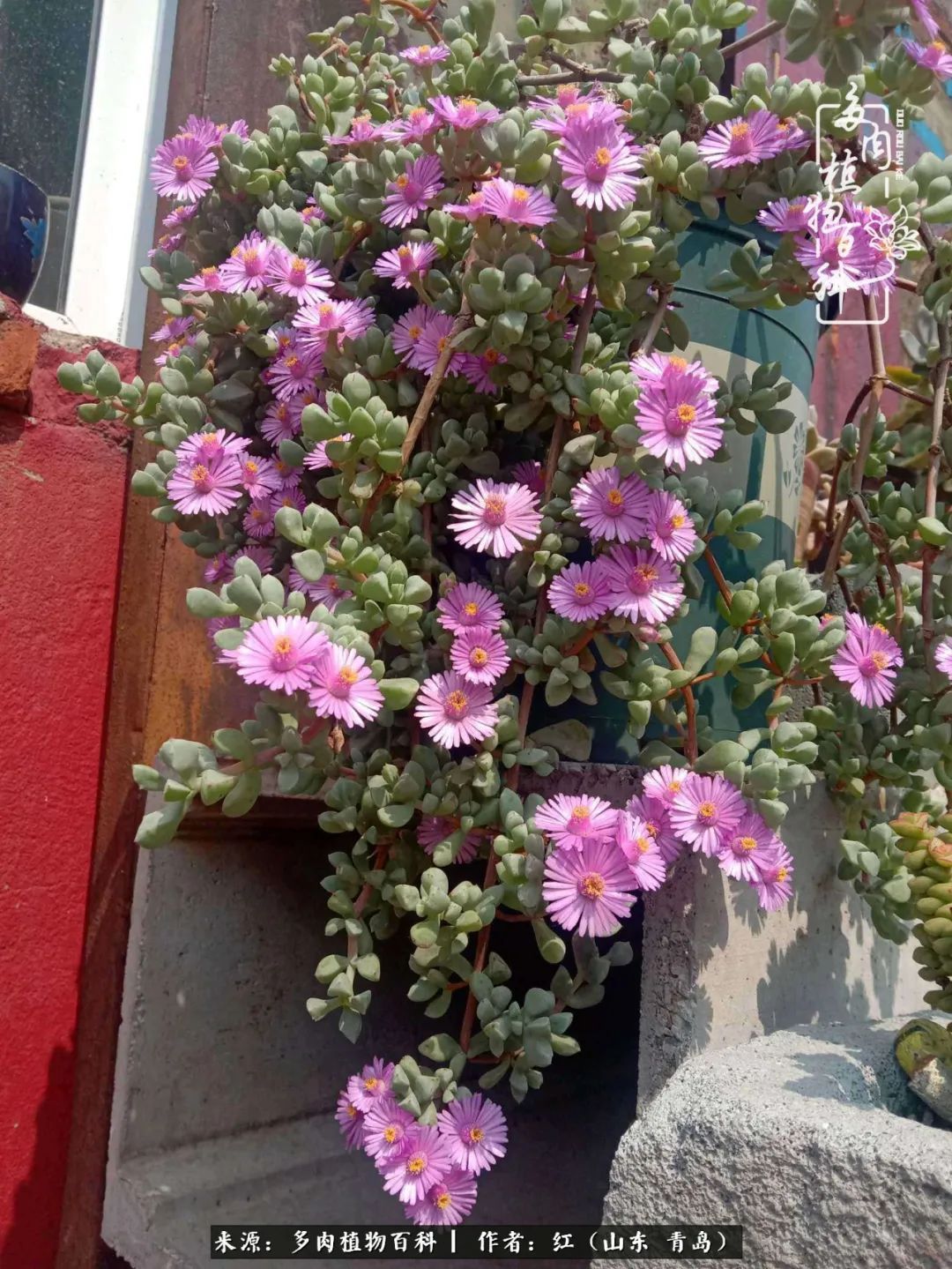 多肉度个夏，回到解放前！曾经有多美，现在就有多丑！