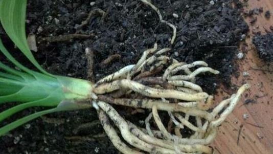 炉渣|养君子兰用这个小妙招,开花多、新叶多、不夹箭,叶子绿的发光