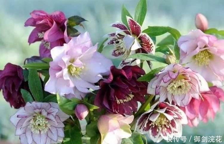 越来越多人喜欢养这“4种花”,好养又漂亮,一开就是300多天!