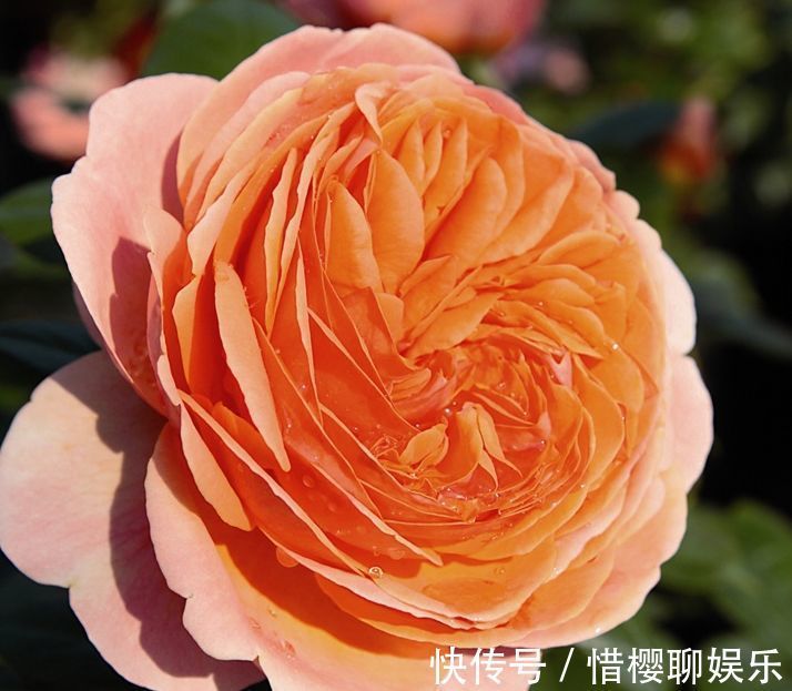 优雅|喜欢牡丹,不如养“高档玫瑰”康沃尔公爵夫人,花开高贵优雅!值