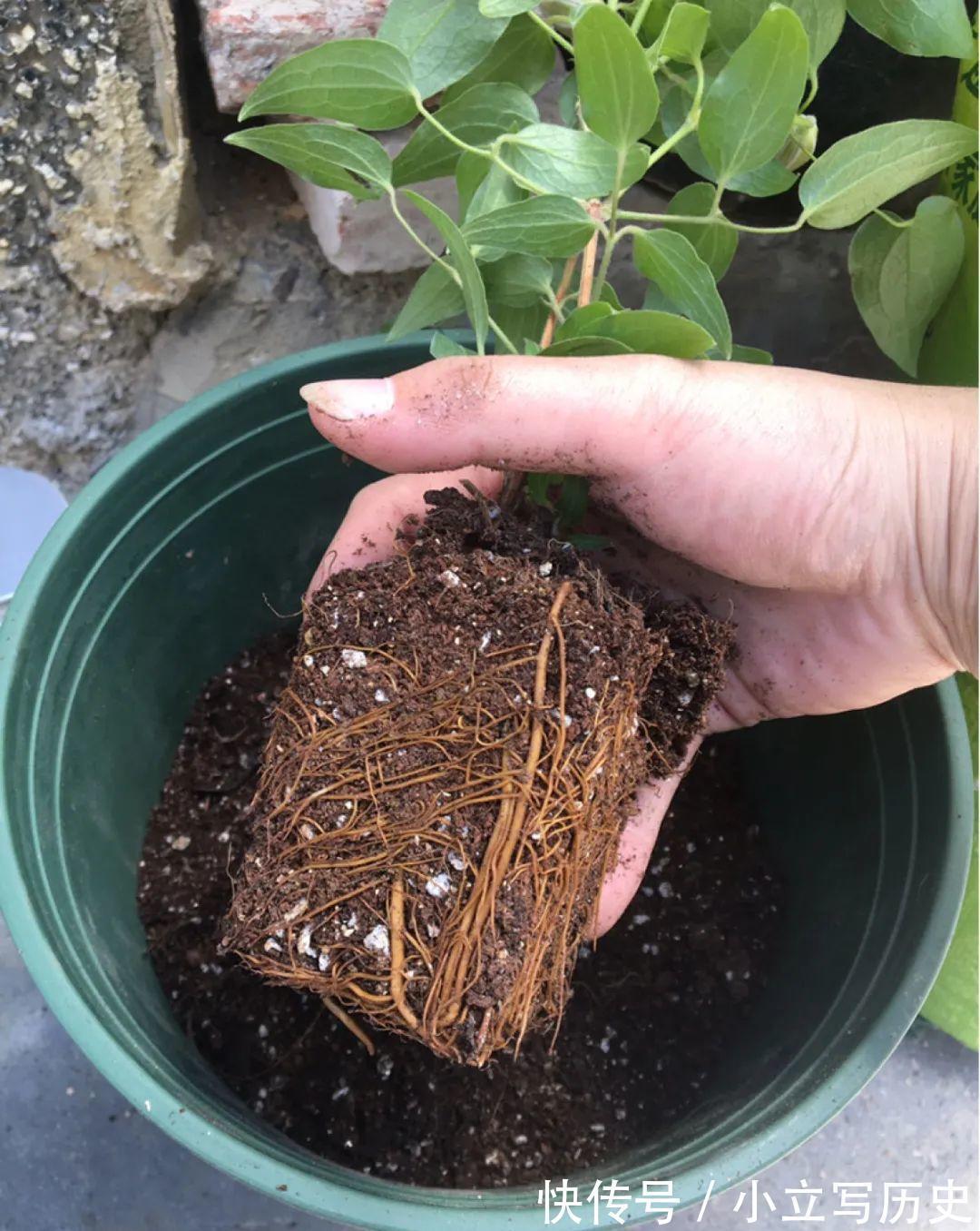 缺德商贩,把“绿化草”包装成“进口花”来卖,上当的人真不少