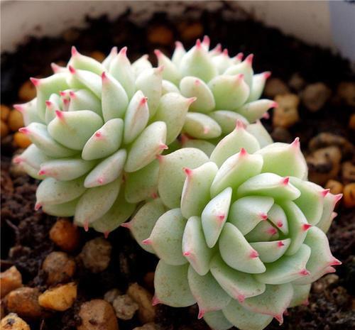 3种多肉长出状态绝美,养的人多少有人养好,你养过几种?