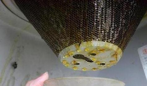  花肥|养花就用它做花肥，半年追加一次，比柳枝水、阿司匹林实用