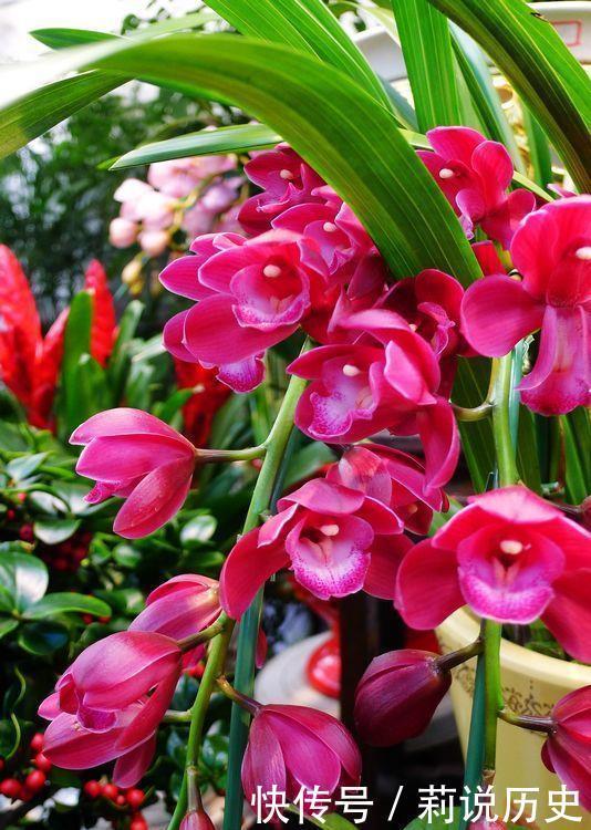 红掌|养此4款花卉,春风吹开花旺,花色繁多,娇艳欲滴