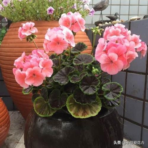 养花|“3种花”适合9月扦插，温度适宜，生根快，而且不黑腐、不烂根