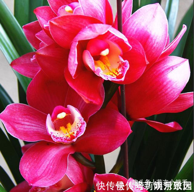 花色|此兰花，是名副其实的“开花机器”，花色鲜艳，勤花勤草还很好养