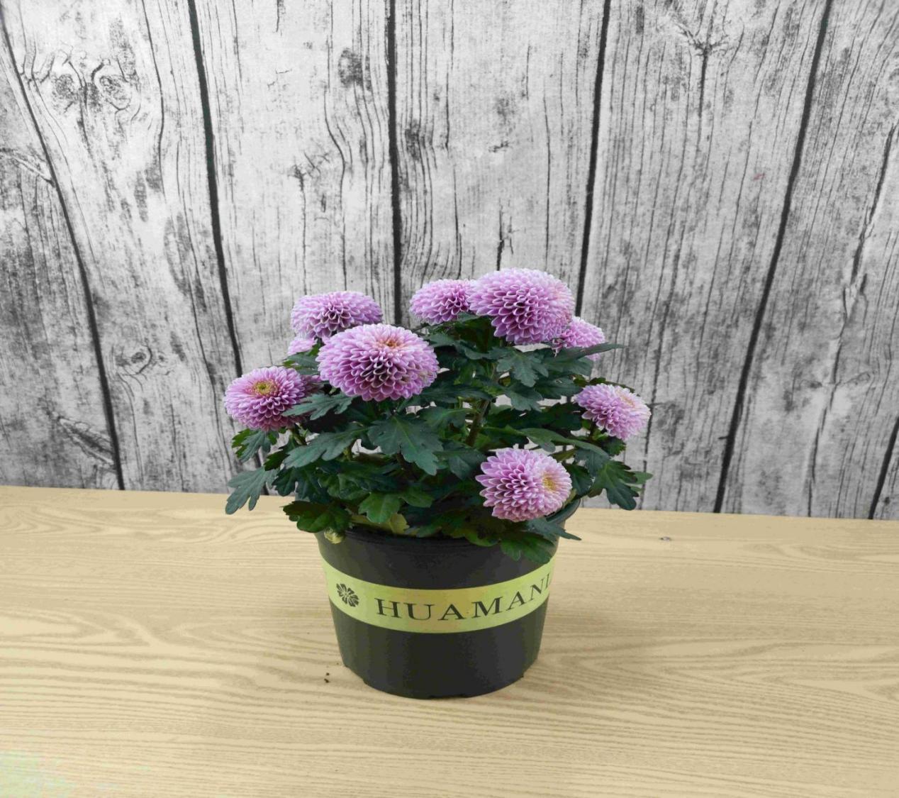 鸡蛋壳是养花神器,掌握住这些用法,完全不需再花钱买肥料了