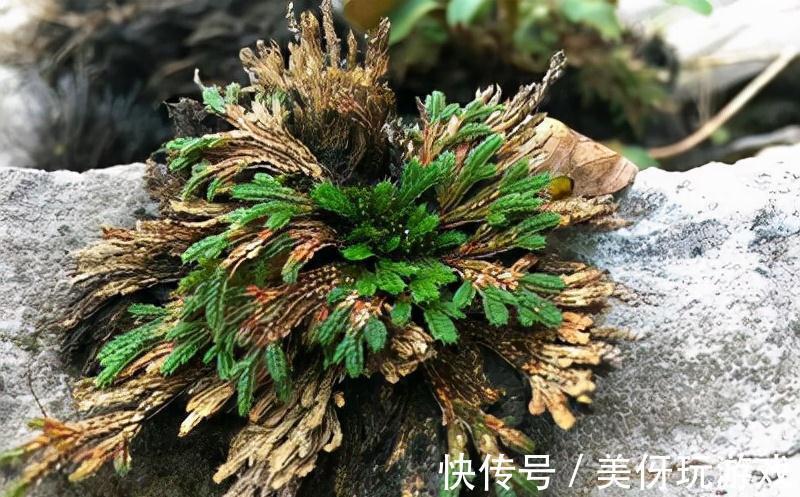 九死还魂草|9种养不死的花，绿萝只能排最后，再养不活就剁手吧