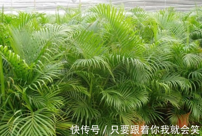 “有害气体”最烦5种花,家里养几盆,守护家人健康