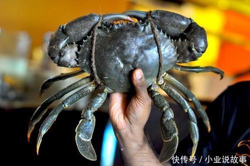 螃蟹泛滥,随手一捞就几十斤,印度网友我觉得可以便宜卖给邻国