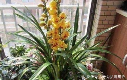 养花难不难?老花匠说:难的是养土,学会2个小诀窍,养好花不难