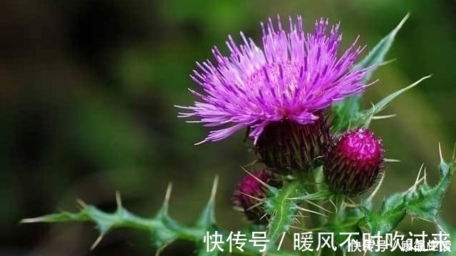 植物|农村有一种植物，农村很喜欢采摘来挂门上，关键时刻还能救命？