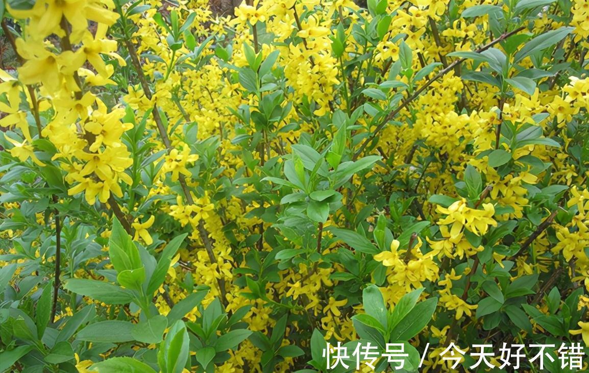 果实|它叫连翘,像极了迎春花,目前百元1公斤,山中遇到请珍惜