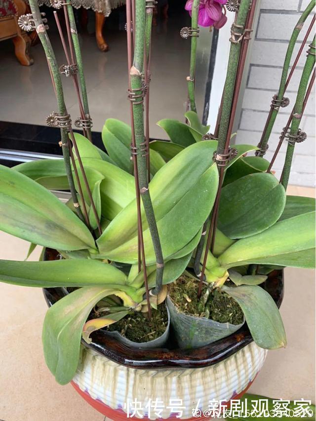 今年最火网红花,一次能开4个月,枝条挂满花蝴蝶!