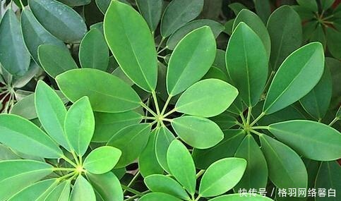  寓意|能“镇宅”的3种花，养客厅最合适，有“旺财运”的寓意，也好养