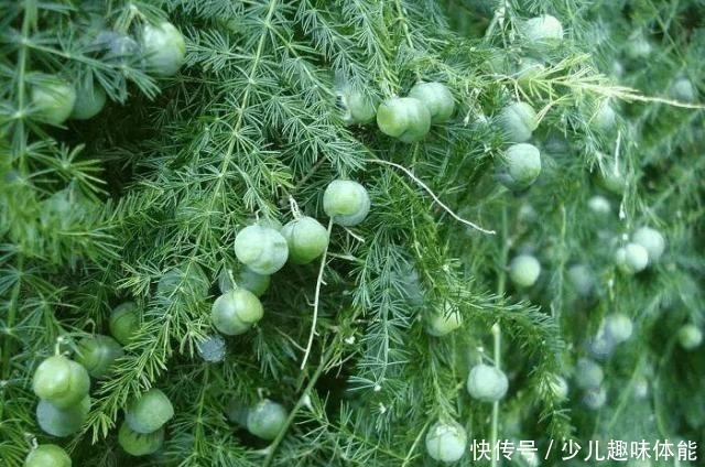 高手养文竹，开满了金花，还结了上百个小果子，这果子好吃吗！