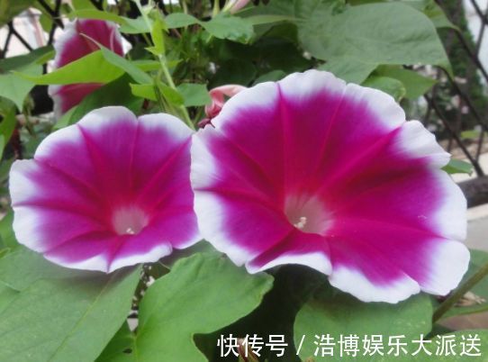常春藤|喜欢玫瑰,不妨试试“菊中精品”情人菊,似娇艳情人,满满爱意