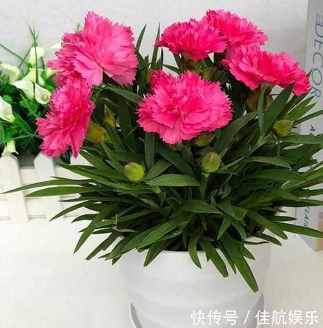 美极了|夏天“盛开”的几种花，越热越开花，家中养2盆，美极了