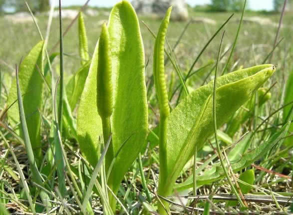 荒地|1种“野草”，长在路边一点不起眼，现在价值珍贵一斤200元