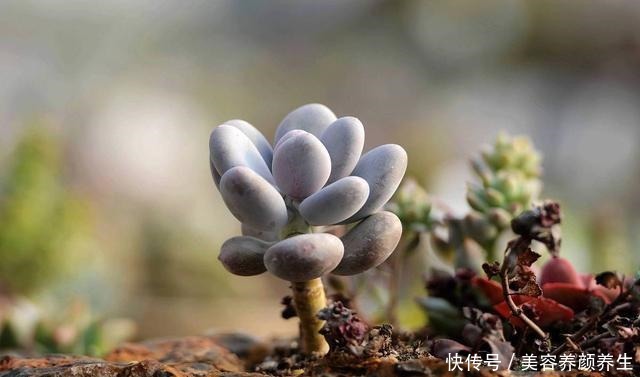 最怕冻的8种多肉，温度低就进屋，小心冻伤冻死！